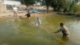 How to start fish farming business in Pakistan