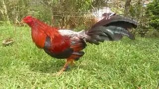 Hermoso Gallo