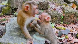 Orphan Tinky and Binky enjoy playing with their best friend after we help feed mango to them eat
