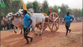 Gorla Pothuraju bulls got 💥🏆🥇1st prize SENIORS🥇🏆💥in Bapatla (Bapatla district)