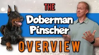 Doberman Pinscher 101: A Breed Overview