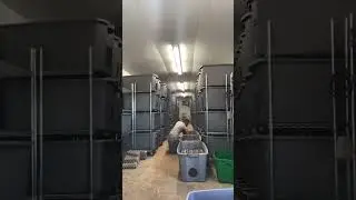 Harvest time at the cricket barn!