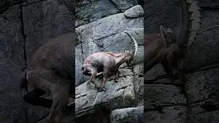 Pahadon Ki Bakri😱 | Pahadi Bakriyon Ki Video | Mountain Goat 🐐