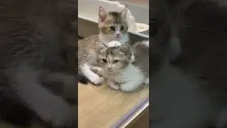 Meow-tastic moments! 😻✨