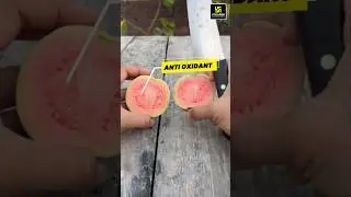 Guava Red Flesh Variety Lalit #guava #horticulture #shorts #agriculture #utkarshagricultureclasses
