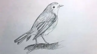 How to draw a Robin step by step