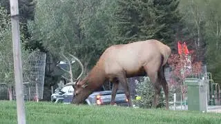 A bull elk feeding on grass in the middle of downtown Estes Park, Colorado pt 3