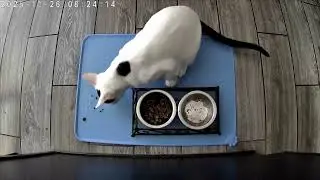 Cat Monitor 20251126