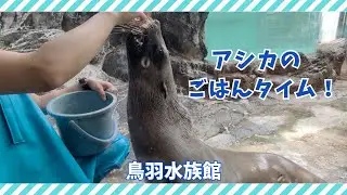 【鳥羽水族館】アシカのごはんタイム！🐟