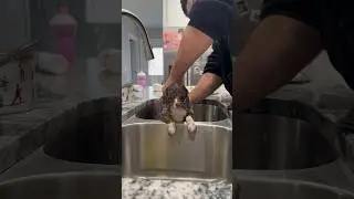 Minnie Mouse first bath🤍 #newpuppy #dachshund #puppy #momcontentcreator #dogmom