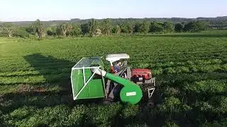Cosecha de té en Misiones [] Lory Maquinas