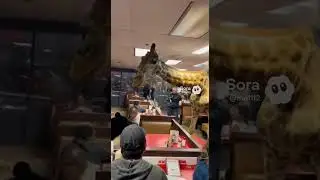LOCKDOWN INSIDE DINER &mdash; Wild Animals Loose, People Screaming 😳