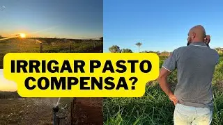 IRRIGAR pasto COMPENSA?