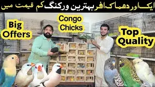 Amoos breeding setup | best working congo chicks 