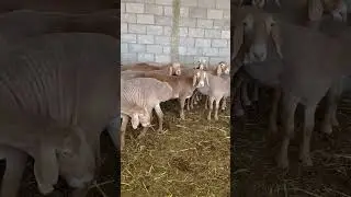 На продажу 9 ярок хороших линий возраст 10мес ,☎️т 0552656565