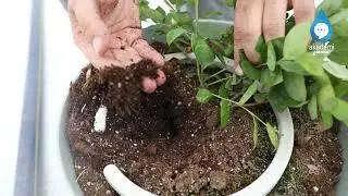 Blueberry Üretiminde Hassas Sulama ve Gübreleme