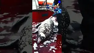 🚨 Giant Arctic Penguin? Shocking Rescue Caught on Camera! 🐧🔥 #Shorts