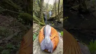 🔥Have You Ever Seen Trout Roasted Like THIS?🌲 Streamside Primitive Cooking Magic! 🐟🔥
