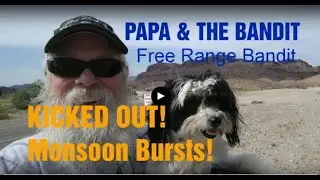 FREE RANGE BANDIT!  Sara Park, Lake Havasu City, Arizona