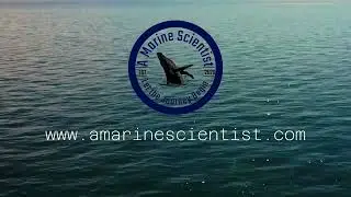 Fish all Over-A MarineScientist