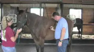 How To Take Your Horse's Respiration