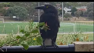 When Lorikeets, a Magpie & a Currawong All Land on My Balcony