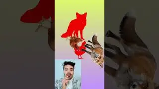 Fox vs Chicken Shadow Matching Challenge | Spot the Right Shadow! #ShadowMatch #BrainChallenge
