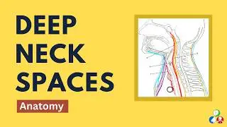 Deep Neck Spaces | Anatomy of Deep Neck Spaces