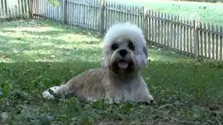 Dogs 101  Dandie Dinmont Terrier