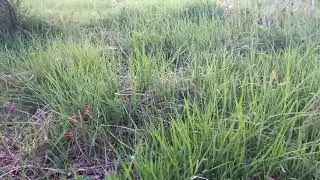 A look at what grass/regrowth we have ahead .Regenerative farming in August