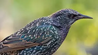 Eurasian Starling