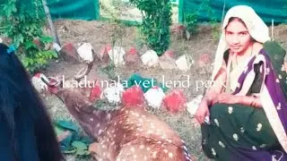 kadunala vet land park Musafir khana