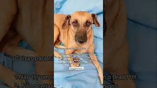 Faltou alguma coisa? #Deusacimadetudo #viralatacaramelo #m&atilde;edepet #engra&ccedil;ado #humor #viralata #pets