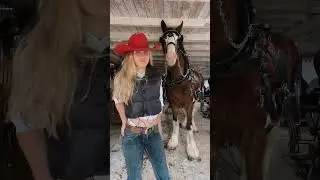 Outlaw woman #cowgirl #smallranch #itsamandalee #clydesdales