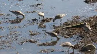 AGUJA COLIPINTA-KULISKA GORRIA-BAR TAILED GODWIT (LIMOSA LAPPONICA) PLAIAUNDI