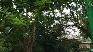 singarei gi punsi