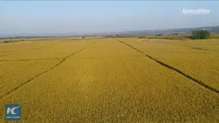 Chinese President Xi attaches great importance to food security