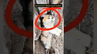 Big Act of Kindness by Kind Man Rescued Cat Family #animals #shorts