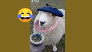 OSCAR LA OVEJA VIRAL (Mejores TikTok) (MEMES) Videos Graciosos - Octubre 2020