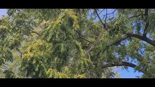 Foraging, sorting, cleaning, drying and storing black walnuts