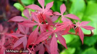 Acer palmatum 'Hime shojo' | Красный карликовый клён для бонсай | MrMaple Clips