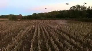 ducks in flight