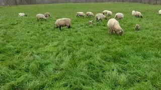 Lammzeit im Dezember auf der Weide