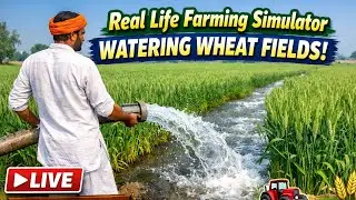 Real Life Farming Simulator 🌾 Giving Water to Wheat Fields | Live Village Farming