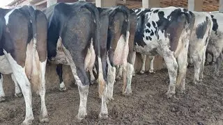 CURRAL DE VACARIA COM GARROTE DE INSEMINAÇAO A VENDA 87981470453 LOCAL ITAIBA PE