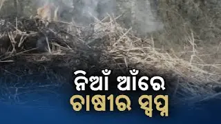 Fire Destroys Standing Paddy Crops in Ganjam | Farmers Lose Everything Overnight