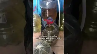 proses tebar bibit lele uk 6-7 cm #lele #ikan #kolamikan #aquarium #budikdamber #fish #budidayalele