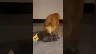 fart #fartingvideos #cat #dog #funmoments #vomiting #lol