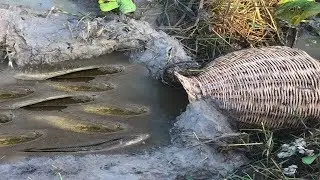 Build Unique Primitive Fish Trapping Tool Using Bamboo Basket Trap That Work 100%