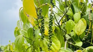@HerbiesSpices Visits a pepper farm in North Queensland.